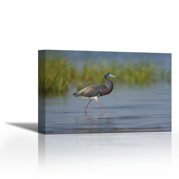 Tricolored Heron Foraging In Wetland Rio Grande Valley Texas Contemporary Fine Art Giclee On Canvas Gallery Wrap Wall Decor Art Painting 26 X 17 Inch Ready To Hang Walmart Com Walmart Com