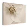 thumbnail image 4 of Trademark Fine Art 'Hellebore Christmas Rose' Canvas Art by Cora Niele, 4 of 4