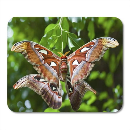 SIDONKU Butterfly Colorful Mating Giant Atlas Moth During Intercourse are All One Day Bug Copulation Mousepad Mouse Pad Mouse Mat 9x10