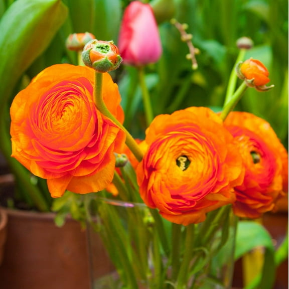 Easy to Grow Ranunculus Sunset 10 Buttercup Plant Bulbs Spring Flowers Zones 8-10