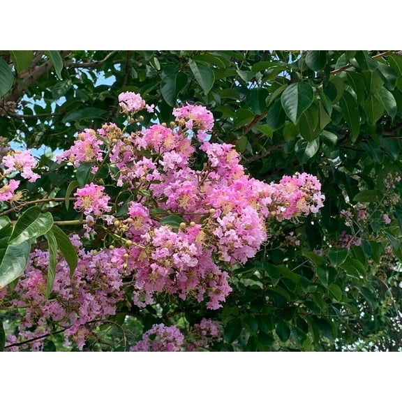 20 Splash of Pink Cape Myrtle Seeds Tree Flower Perennial Flower Seed 1230 US