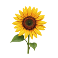 thumbnail image 5 of cartoon Sunflower Theme Stickers, Waterproof Sunflower Theme Sticker for Water Bottle Laptop Phone Cases Planner Skateboard Luggage Helmet Party Favor Decor, Ideal for Adults Teens Teacher Rewards, 5 of 9