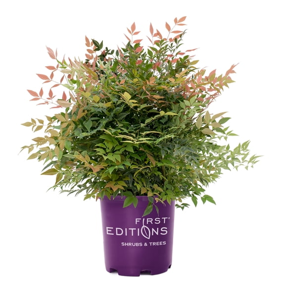 First Editions Nandina Cool Glow Pomegranate Live Shrub (2 Gallon)