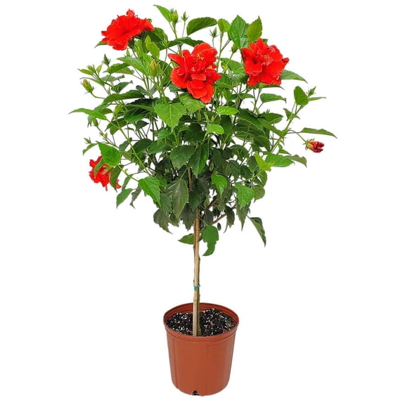 Tropical Plants of Florida 38" to 44" Double Red Hibiscus Tree; Double Hibiscus Flower, Red Blooms, Full Sunlight