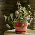 thumbnail image 4 of Southern Patio Wisteria Pot de Plante Rond en Céramique de 8 Pouces, avec Soucoupe, (Lot de 3), 4 of 8