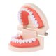 thumbnail image 1 of Son buenas herramientas para que los padres enseñen a los niños pequeños a cepillarse los dientes, cantidad suficiente para satisfacer sus necesidades de compra., 1 of 5