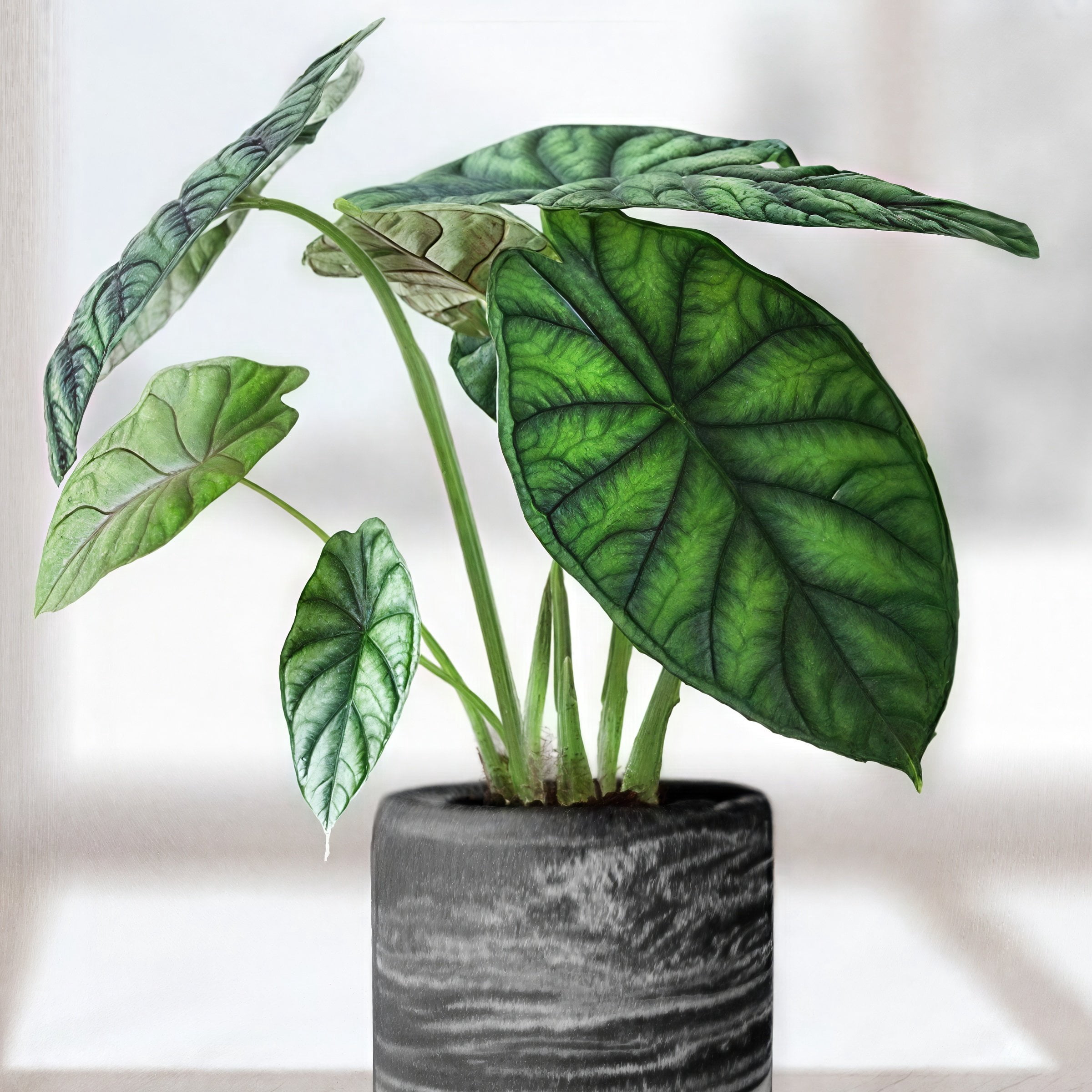 6 in. Alocasia Dragon Scale Plant in Grower Container