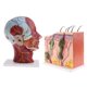 thumbnail image 1 of Kits de Modelo de Piel de Cuello Anatómica Marcada para Juguetes de Niños Suministros de Laboratorio, 1 of 7