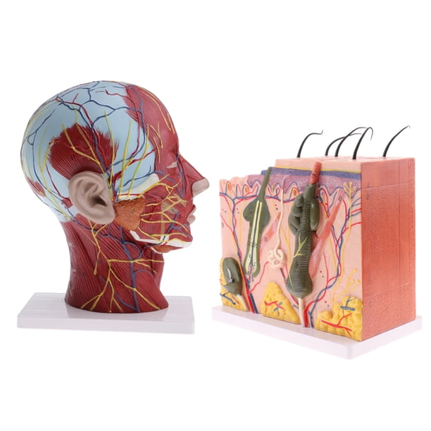 Kits de Modelo de Piel de Cuello Anatómica Marcada para Juguetes de Niños Suministros de Laboratorio