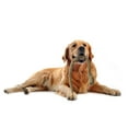 thumbnail image 3 of Forma de serpiente Cachorro Perro Olfatear Juguetes de alimentación Dispensador de Ahorro de espacio para forrajeo de mascotas Accesorio de Salvador Juguetes para oler, 3 of 10