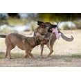 thumbnail image 4 of Charming Pet Scruffles Moose Dog Toy, Brown, Large, 4 of 4