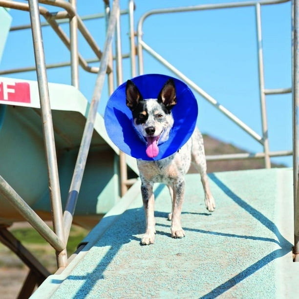 Kong ez soft collar clearance petbarn
