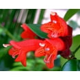 thumbnail image 4 of Lipstick Plant - 6" Hanging Pot - Aeschynanthus lobbianus, 4 of 4