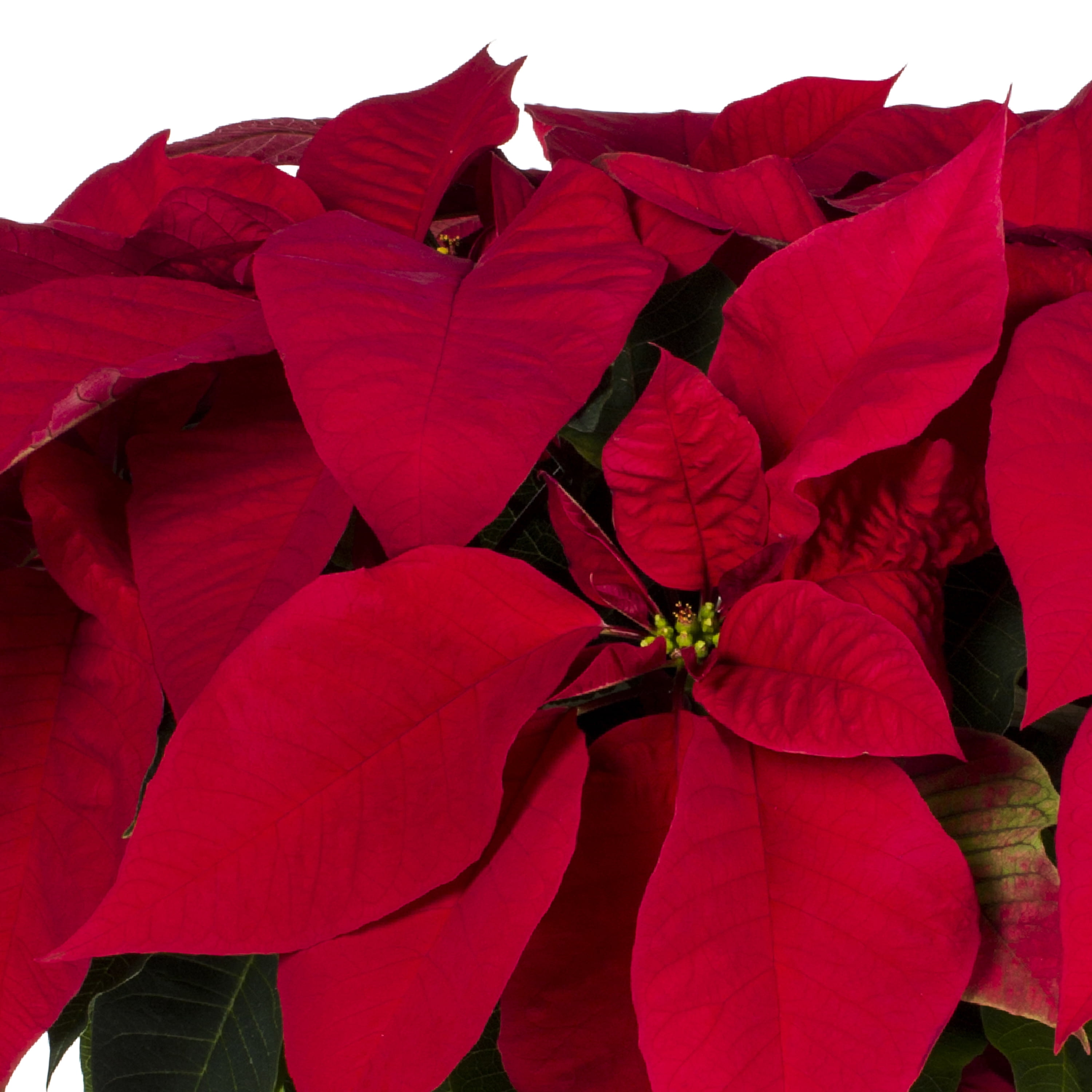 Buy Expert Gardener 1.5QT Red Poinsettia Live Plants with Decorative