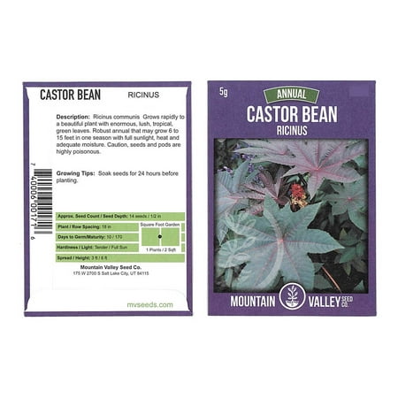 Castor Bean Seeds - 5 Gram Packet - Non-GMO Tropical Ornamental House Plant Seeds - Ricinus communis - (Best Tropical House Plants)