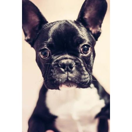 Boston Terrier Journal: Journal / Lined Notebook / Diary