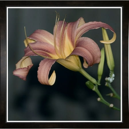 Fine Art Lily-HARFLO90000 Print 18"x18" by Harold Silverman - Flowers in a Affordable Black Medium