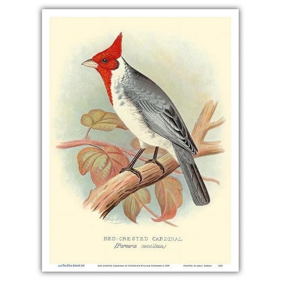 Red Crested Cardinal (Paroaria coronata) - Vintage Bird Illustration by Frederick William Frohawk c.1899 - Master Art Print (Unframed) 9in x 12in