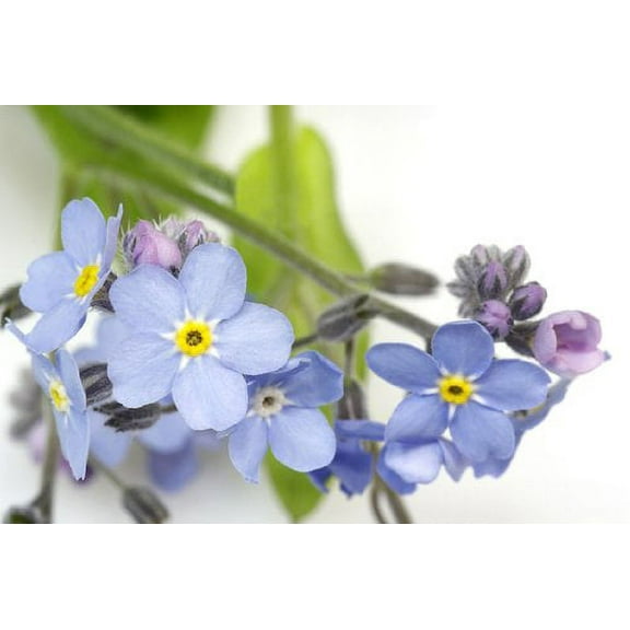 Seed Kingdom Myosotis 1500 Flower Seeds, Dark Blue Star Shaped Flowers