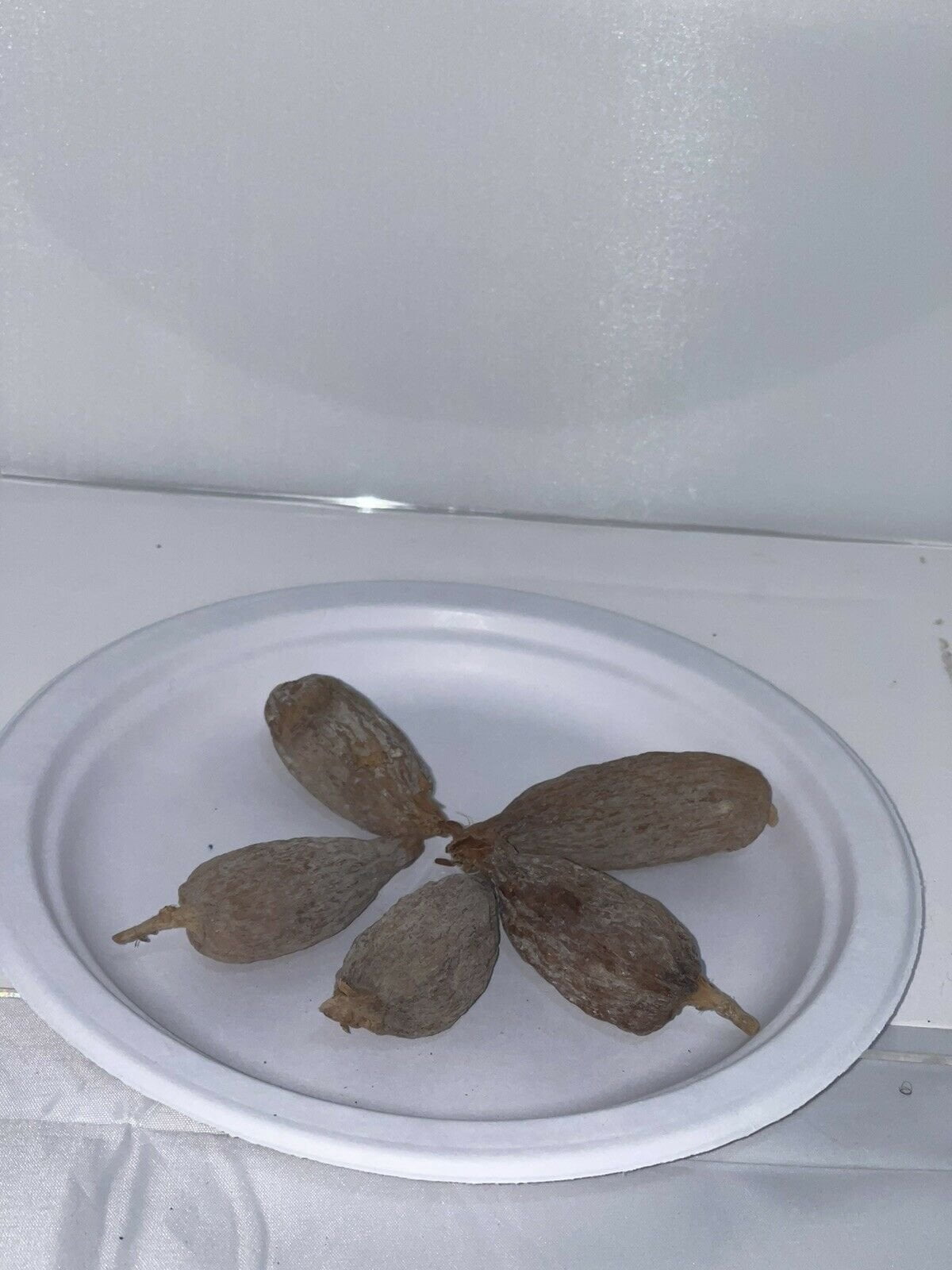 African Alligator Pepper Atare/Mbongo Spice/Hepper Pepper/Guinea Pepper 5 Pods