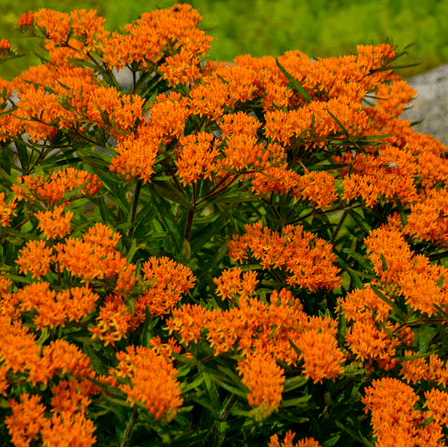 Set 2 Orange Milkweed Plants Live for Planting, Milkweed Plants for Garden Outdoor 4 to 6 Inch Tall