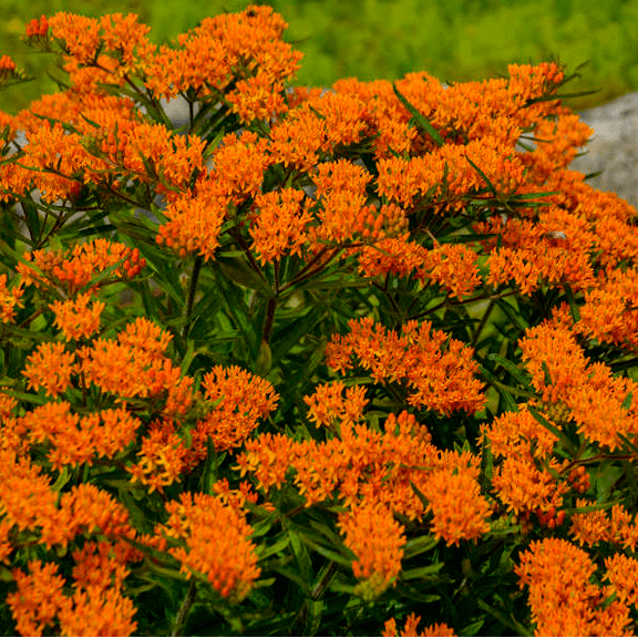 Set 2 Orange Milkweed Plants Live for Planting, Milkweed Plants for Garden Outdoor 4 to 6 Inch Tall