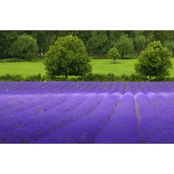 ENGLISH LAVENDER Lavandula Angustifolia by Seed Kingdom 10 Herb Seeds