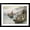 Black Frame, variant on Art.com Lewis and Clark on the Lower Columbia Art Print by Charles Marion Russell, 16" x 12"