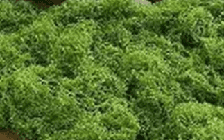 5500+ Azolla & Duckweed Live Plant Mix – No Parasites Floating Aquarium & Pond Plants for Fish Tanks