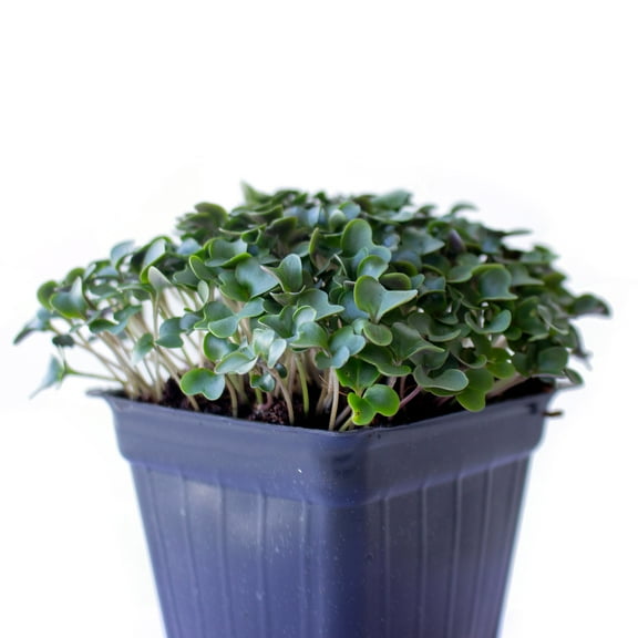 Cauliflower Microgreens Seeds - 25 Lb Bulk ~3.2M Seeds - Non-GMO Seeds for Growing Micro Greens - Premium, High Germination Rate Seeds