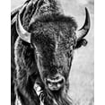 thumbnail image 2 of PHBurchett  26x32 White Modern Wood Framed Museum Art Print Titled - Buffalo Portrait, 2 of 4