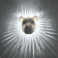 thumbnail image 3 of SkyAuks 3D Animal Wall Sconce LED Wall Lamp Resin Animal Statue Wall Lamp 3D Printed Wall Decoration Hanging, Staircase, Hallway, Kitchen Wall Sconce (Eagle/Lion/Owl/Angel), 3 of 7