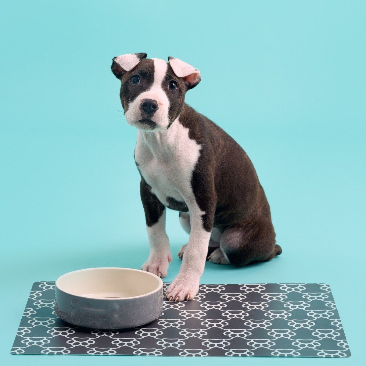 Mason Cash Ceramic Dog Bowl, 15 cm