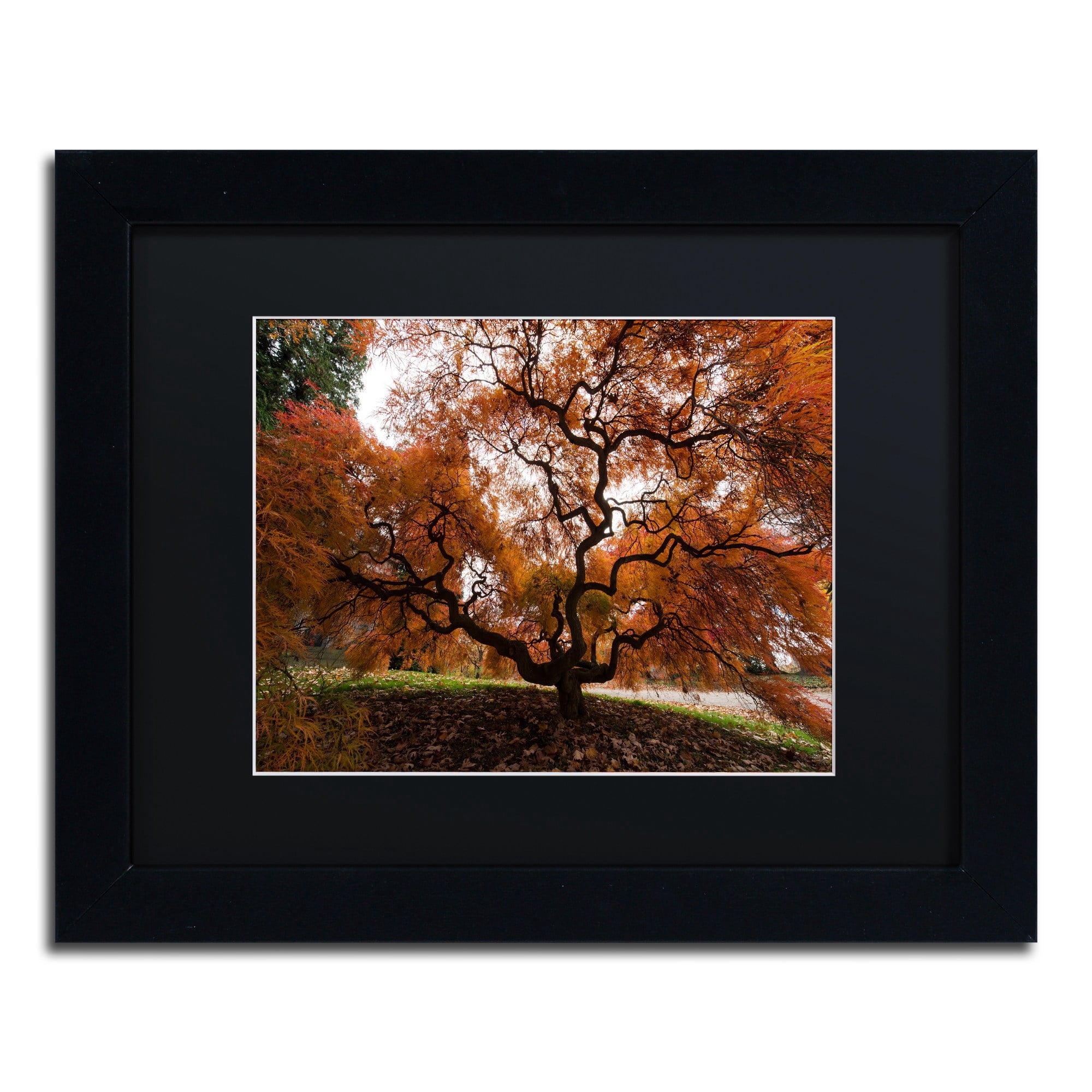 Trademark Fine Art "Autumn Japanese Maple Tree" Canvas Art by Kurt Shaffer, Black Matte, Black Frame