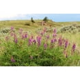 thumbnail image 4 of 30 Purple LOCOWEED CRAZYWEED Oxytropis Lambertii Native Flower Seeds, 4 of 11