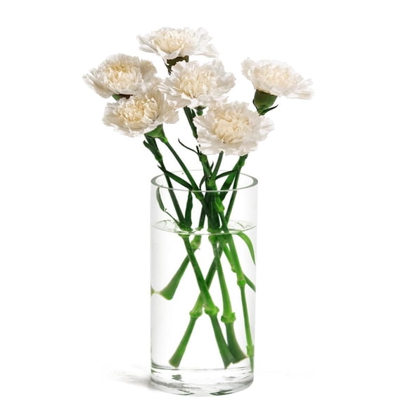 KaBloom : 6 White Carnation with vase Next-Day Delivery, Gift for Every Occasion.