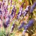 thumbnail image 6 of Faux Artificial Lavender Provence Lavender Stem 21" Tall Silk, 6 of 7