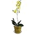 thumbnail image 4 of 4" Slotted Clear Orchid Pots - 3 Pack (Yellow Topaz), 4 of 4