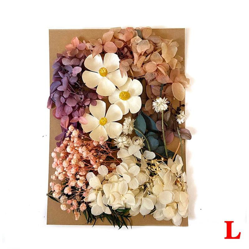 Real Pressed Dried Flowers For Scrapbooking DIY Preserved Decoration New L2F1 