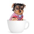 thumbnail image 1 of Camiseta para mascotas SZAT PRO, taza de té a rayas, 100% algodón, color rojo, 1 of 7