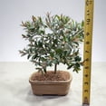 thumbnail image 2 of Live Brush Cherry Bonsai Tree in Ceramic Planter - Single, 2 of 7