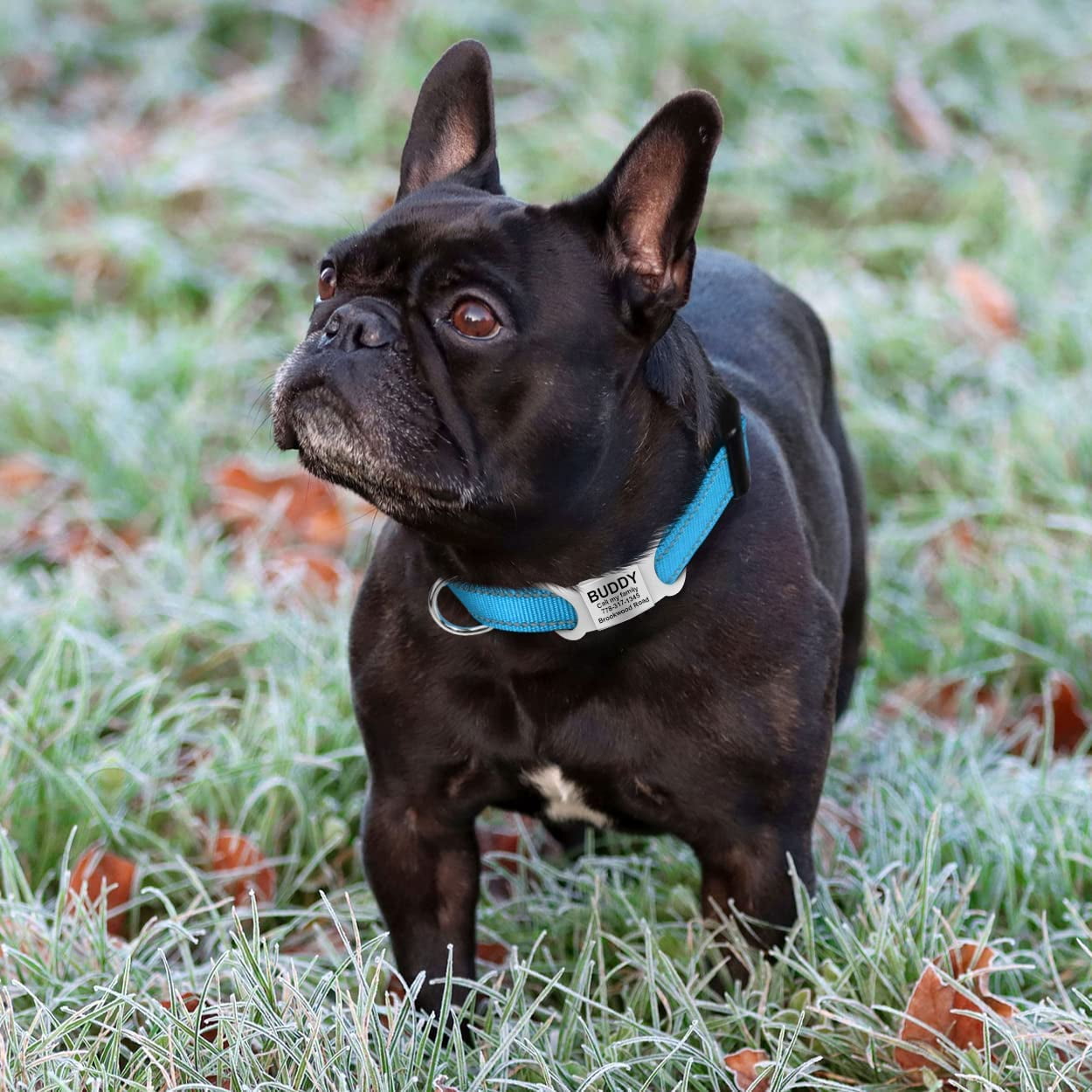 DABEI JOYTALE Reflective Nylon Dog Collar - Adjustable and Secure with Quick Release Buckle