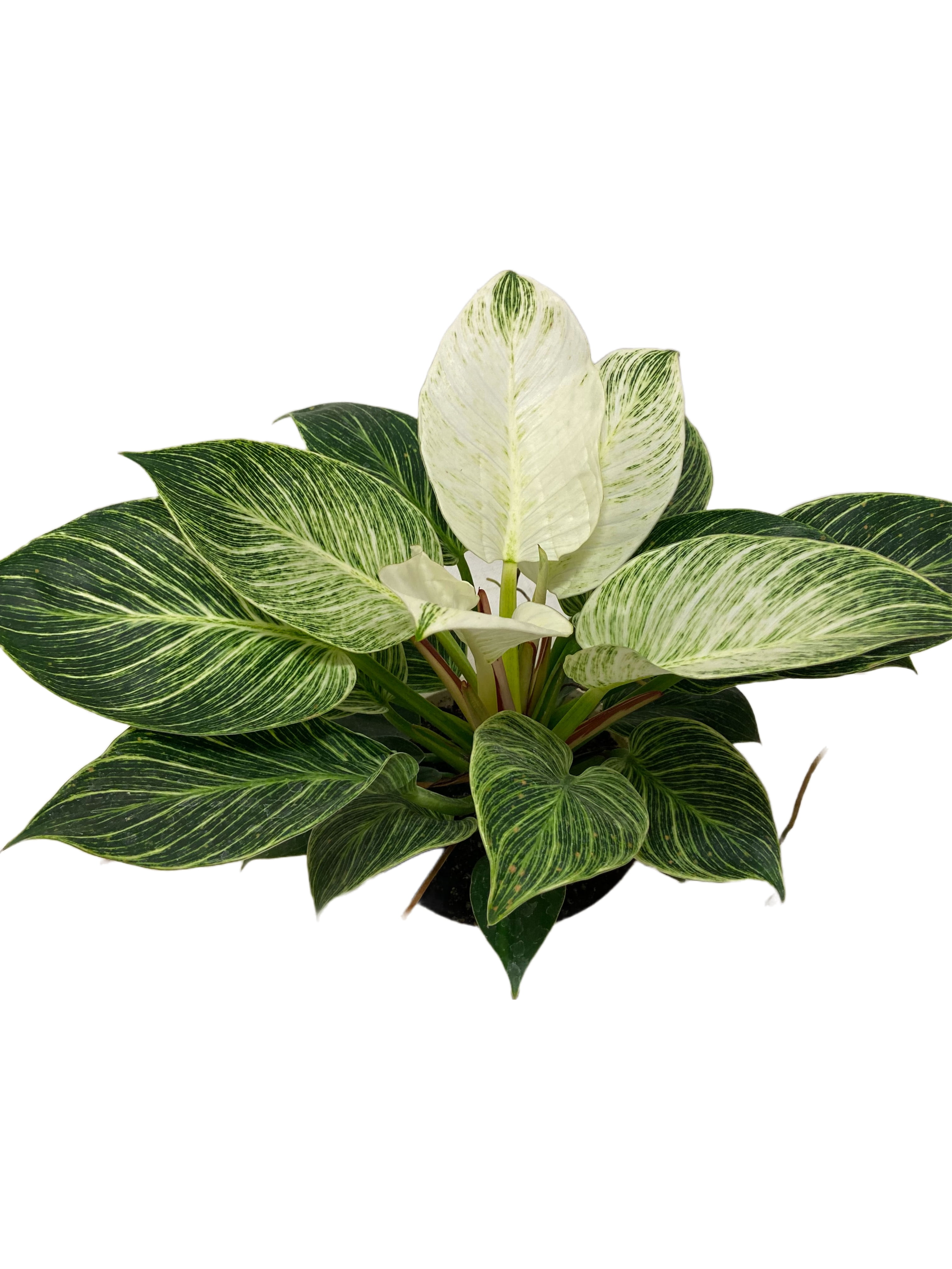 6" Philodendron Birkin (Philodendron “Birkin”)