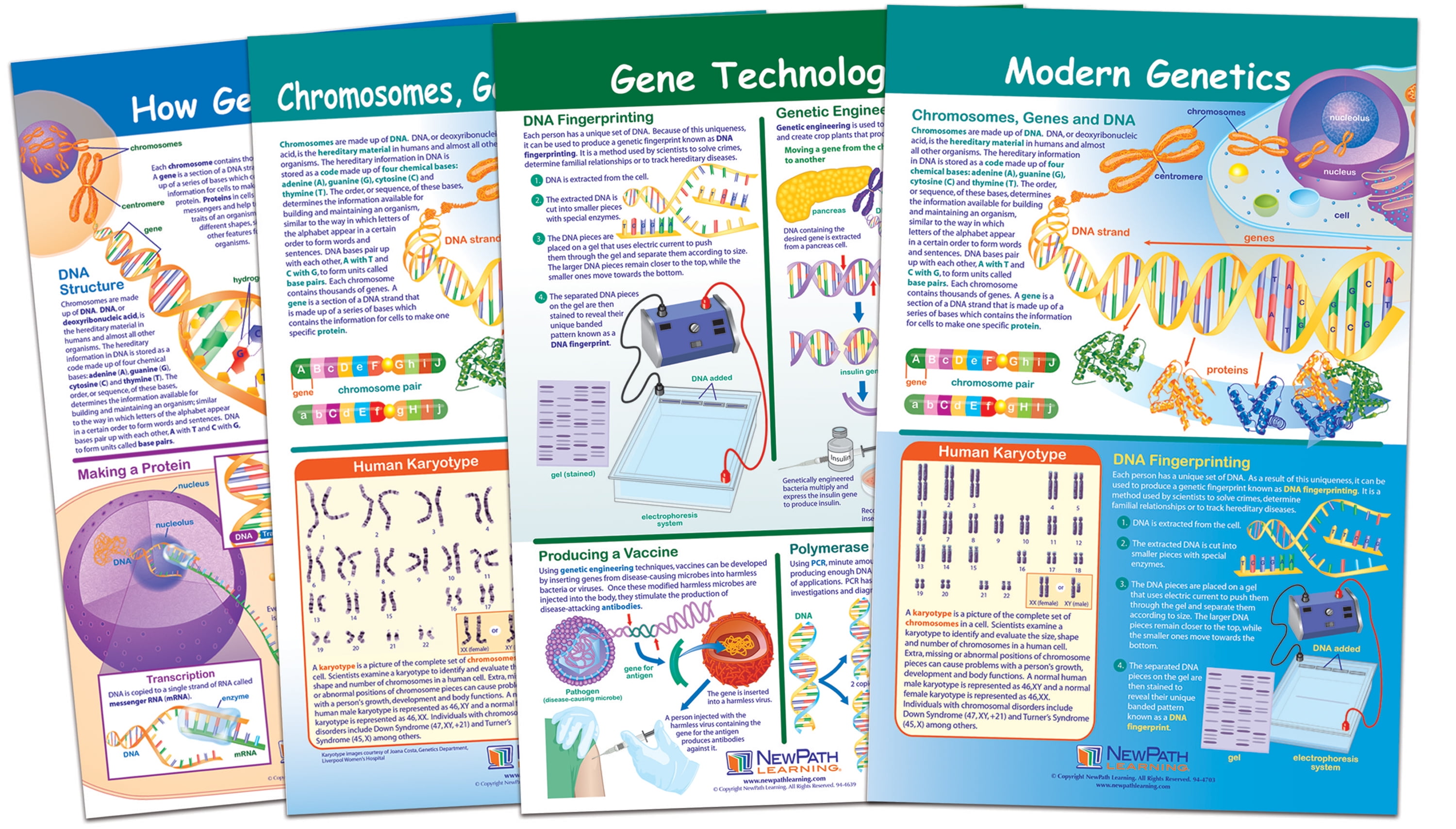Chromosomes Bulletin Board Chart Set - Set of 4 - Walmart.com