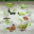 thumbnail image 6 of Butterfly Moth Life Cycle Figures 4 Stages of Butterfly & Moth Biology Cognitive, 6 of 8