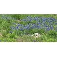 thumbnail image 2 of Highmith, Carol 14x9 White Modern Wood Framed Museum Art Print Titled - Bluebonnets at the Lady Bird Johnson Wildflower Center, near Austin, TX, 2 of 4