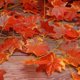 thumbnail image 4 of 12pack / Each 90 Inch , Artificial Maple Leaf Vine , Fake Foliage Autumn Leaves Garland Hanging Plant, 4 of 5