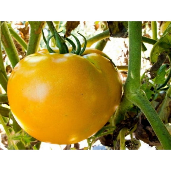 Tomato Brandywine Yellow Great Garden Heirloom Vegetable BULK 1,200 Seeds