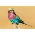thumbnail image 2 of Jaynes Gallery 24x17 Black Ornate Wood Framed with Double Matting Museum Art Print Titled - Africa-Tanzania-Serengeti National Park Lilac-breasted roller bird close-up, 2 of 4