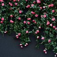 thumbnail image 3 of Artificial Flowers Vine Rose Fake Flowers Rattan String Hanging Home Wedding Garden Decor(Pink), 3 of 7